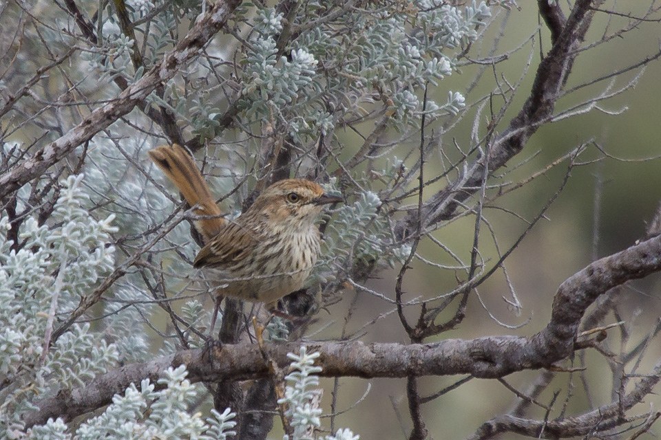 Rufous Fieldwren (Calamanthus campestris)